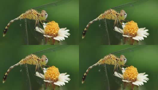 蜻蜓停在花上。高清在线视频素材下载