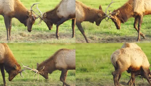 两只雄性麋鹿对打测试大型野生动物高清在线视频素材下载