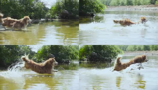 威尔士柯基犬在河边玩玩具高清在线视频素材下载
