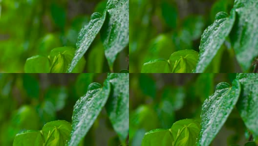 夏雨过后，水滴在绿叶上。近距离观察雨林中热带植物绿叶上的雨滴。雨林中湿漉漉的树叶上的晨露高清在线视频素材下载