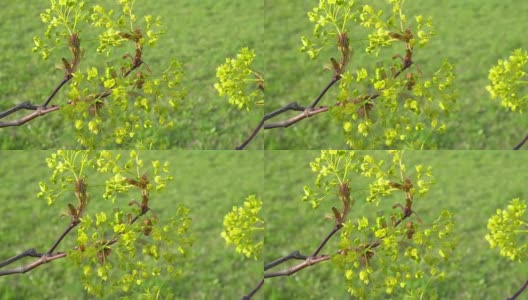 枫叶开初春绿花蕾高清在线视频素材下载