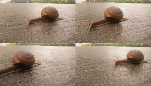 蜗牛在潮湿的水泥地上爬行高清在线视频素材下载
