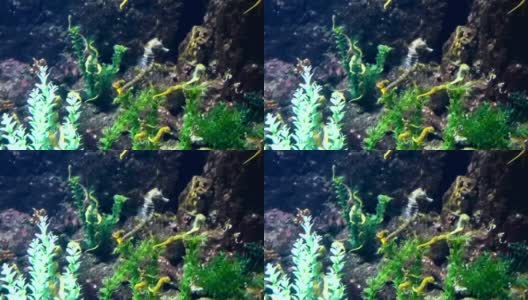 海马鱼在大水族馆里游泳高清在线视频素材下载