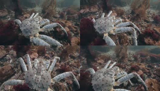 在海底交配的巨型帝王蟹。高清在线视频素材下载