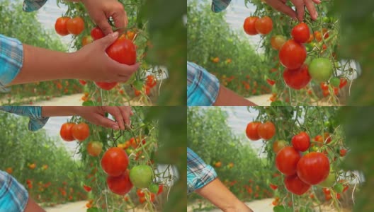 在大温室里收获成熟的番茄高清在线视频素材下载