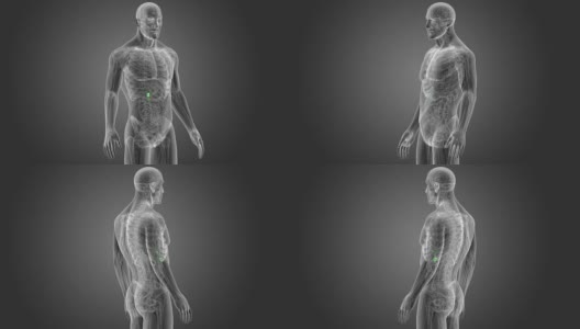 胆囊与解剖学高清在线视频素材下载