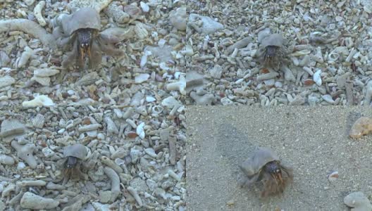 寄居蟹搁在沙滩上高清在线视频素材下载
