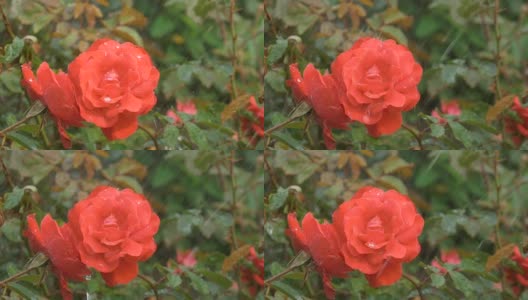 雨点下一朵美丽的红玫瑰。高清在线视频素材下载
