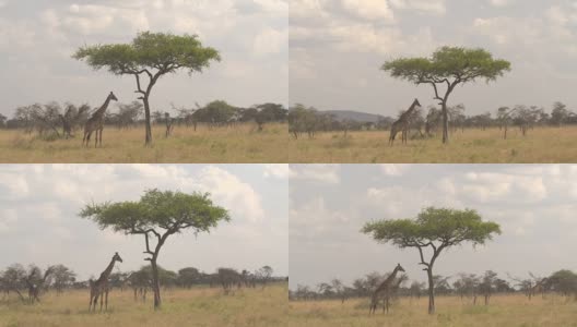 近距离观察:开阔的草原林地，到处都是吃草的长颈鹿高清在线视频素材下载