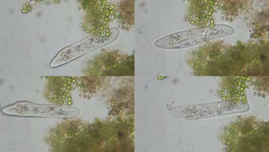 尾草履虫是一种单细胞纤毛原生动物高清在线视频素材下载