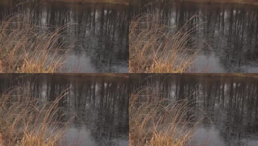 干枯的香蒲和冰冷的湖水高清在线视频素材下载