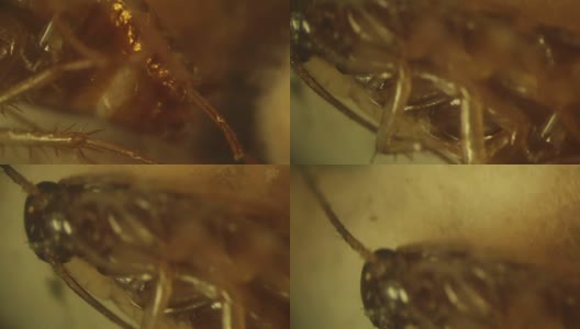 死德国蟑螂躺在霉菌菌落上。高放大倍数的视频高清在线视频素材下载