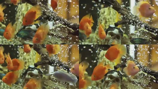 金鱼在鱼缸里游泳，气泡高清在线视频素材下载