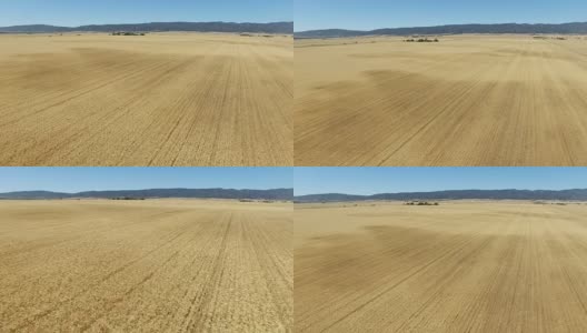 小麦农场天线高清在线视频素材下载