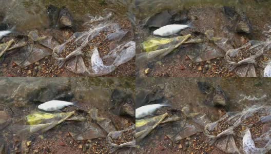 污水中的死鱼高清在线视频素材下载