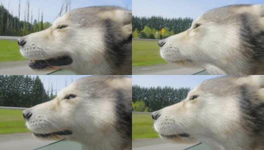 非常可爱的狗把她的头伸出车窗高清在线视频素材下载