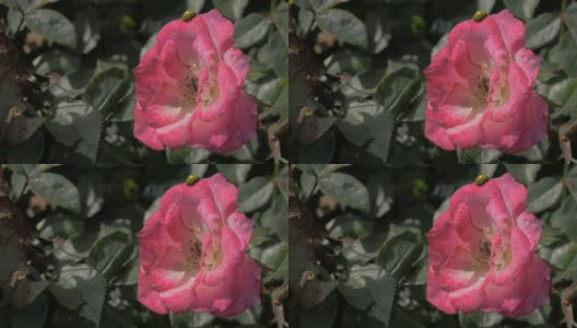 粉红色的玫瑰花在花园里与黄色的瓢虫在花瓣4K高清在线视频素材下载