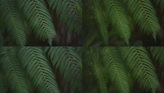 近距离拍摄热带植物的叶子，热带雨林植物高清在线视频素材下载