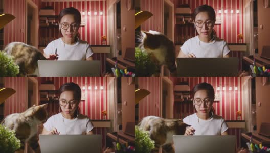 亚洲女商人晚上在家加班，宠物(猫)会打扰她们，在笔记本电脑上召开视频电话会议或虚拟会议高清在线视频素材下载