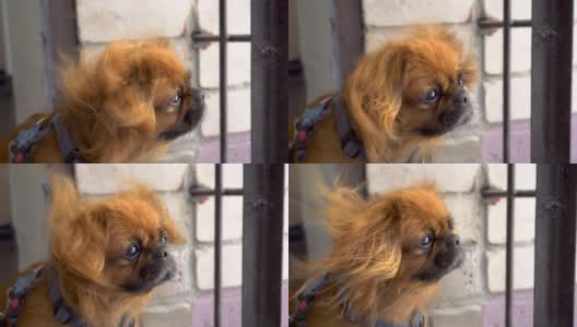 一只红毛的北京哈巴狗看着镜头，然后转过身去。风吹起了狗的毛。高清在线视频素材下载