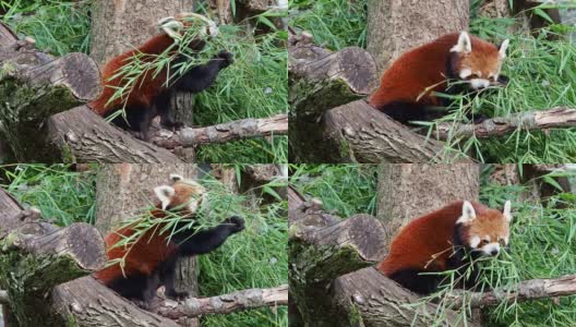 小熊猫，也叫小熊猫和红猫熊高清在线视频素材下载