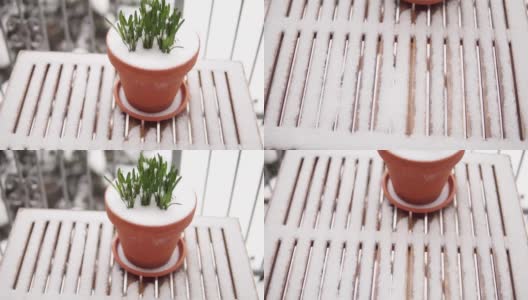 暴风雪中窗外的一株孤独的植物。暴雪。高清在线视频素材下载
