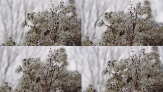 雪花落在白花上高清在线视频素材下载