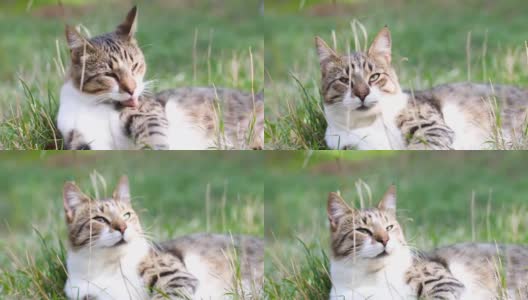 虎斑猫的肖像休息享受放松在绿色的草地上看着正对着镜头在花园里高清在线视频素材下载