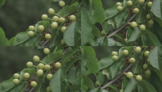 未成熟的甜樱桃浆果在树枝上特写。春天，甜樱桃的绿色浆果挂在树枝上。果园里未成熟的樱桃。高清在线视频素材下载