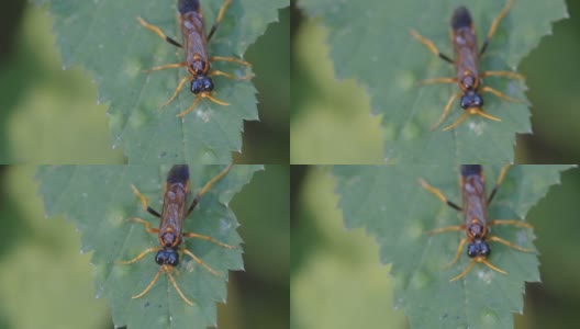 爱沙尼亚，一只棕色甲虫在树叶上爬行高清在线视频素材下载