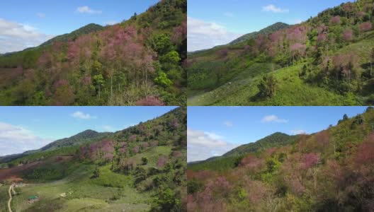 从空中拍摄越南岘港市的琅边山，樱花盛开高清在线视频素材下载