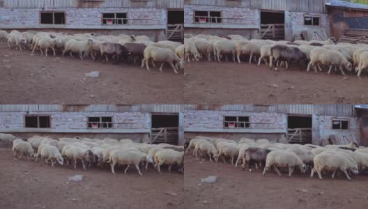 羊养殖。在一天结束的时候，他走进了一个畜牧场的谷仓。传统农业。高清在线视频素材下载