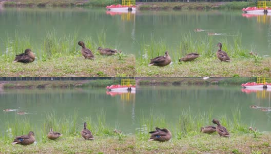 三只野鸭安静地清理着羽毛，在湖边的草地上发出嘶嘶声，海鸥在水面上飞翔。野鸭在池塘里游泳高清在线视频素材下载