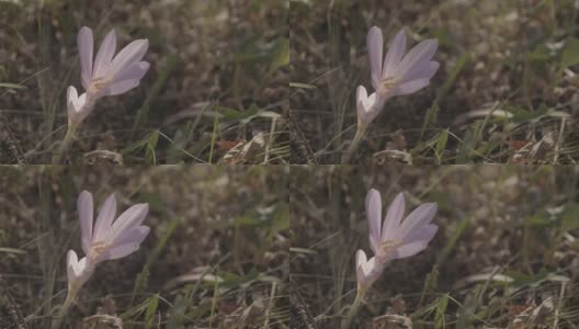 藏红花，藏红花，花园里的花高动态profile慢速4K镜头高清在线视频素材下载