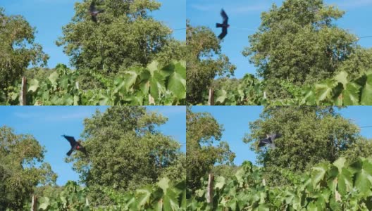 一只黑色小鸟形状的风筝在葡萄园上空飞翔高清在线视频素材下载