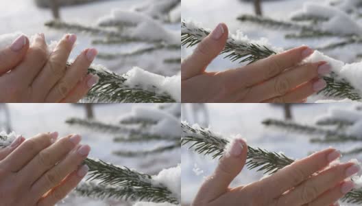 在阳光明媚的冬日，女性的手用优雅的指甲抚摸着冷杉树枝上的雪高清在线视频素材下载