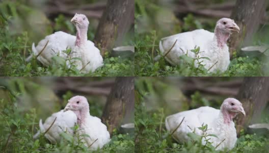 大白色的家火鸡鸟躺在绿色的草地上。高清在线视频素材下载