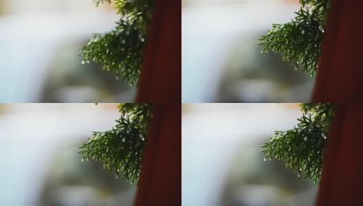 雨滴在绿色植物上的4K原始视频。一个雨天。高清在线视频素材下载