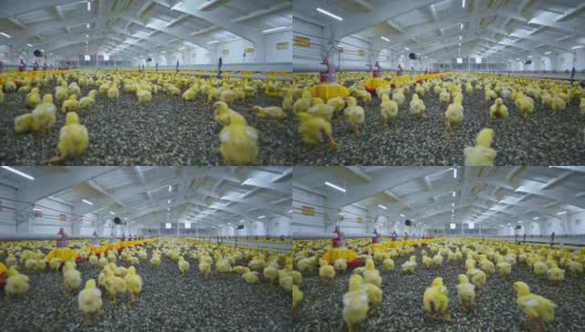 室内养鸡场全景。在一家现代化的家禽加工厂里，可爱的黄色小鸡正在吃东西和生长。小鸡饲养。高清在线视频素材下载