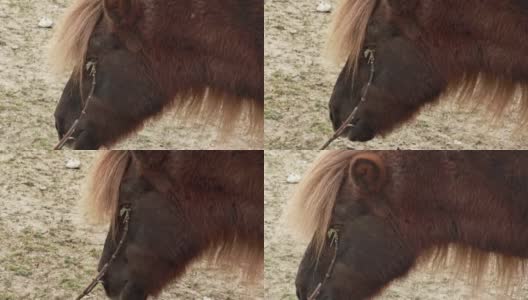 小马用树枝搔眼睛。高清在线视频素材下载