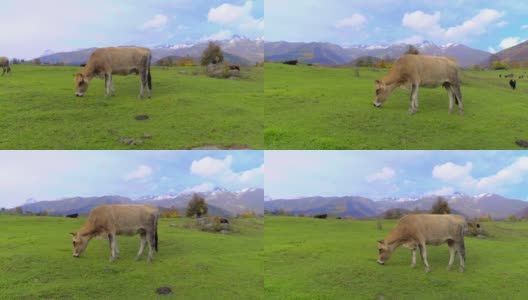 奶牛看着摄像机。佐治亚州的山，斯瓦内蒂，高清在线视频素材下载