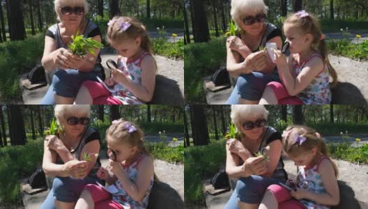 奶奶和她的孙女在森林里采摘各种各样的植物和花，用放大镜观察。家庭和归属感高清在线视频素材下载