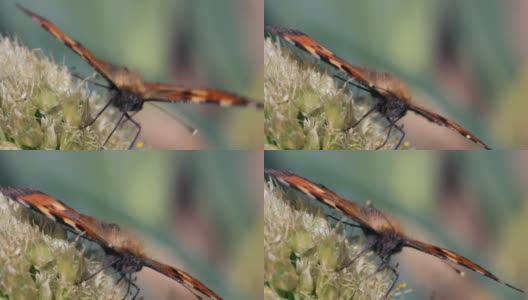 蝴蝶采集花蜜并为植物授粉高清在线视频素材下载