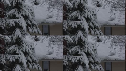 风平浪静的冬日里正在下雪。有窗户和白雪覆盖的屋顶的房子，云杉树枝在雪中。高清在线视频素材下载