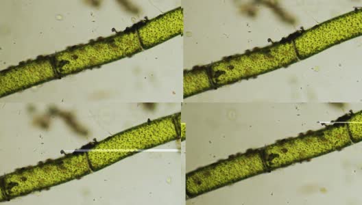 微生物:植物和微生物高清在线视频素材下载