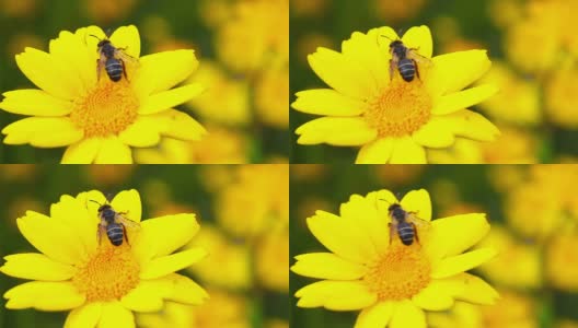 高清:蜜蜂和花高清在线视频素材下载