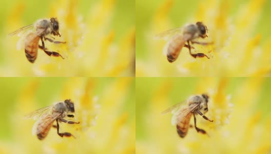 美丽的大自然蜜蜂高清在线视频素材下载