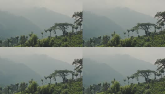 在一个多雾的日子，印度穆纳尔的风景山景树和茶园高清在线视频素材下载