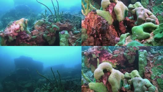 特写水下特有的绿色海洋海绵，在贝加尔湖的底部。高清在线视频素材下载