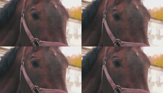 近距离的眼睛和脸部的一个纯种棕色赛马的细节。马俱乐部。牧场上的牲畜。选择性聚焦，浅景深高清在线视频素材下载